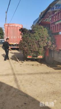 高度120厘米高杆月季