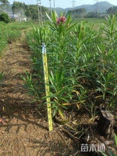 高度120厘米夹竹桃