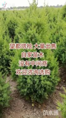 高度150厘米望都塔桧