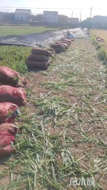 高度30厘米吉祥草