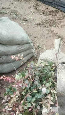 20厘米花叶络石