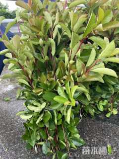 0.5公分红叶石楠