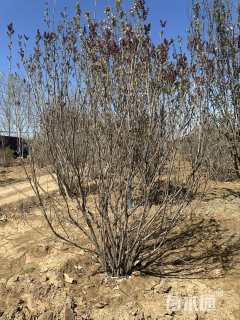 高度200厘米丛生紫丁香