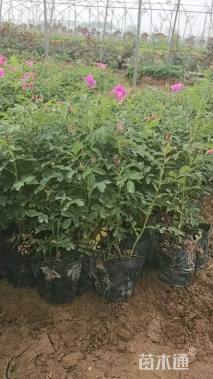 高度50厘米四季玫瑰