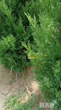 高度80厘米蜀桧