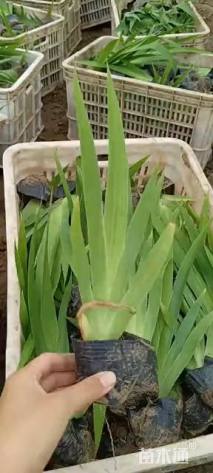 高度20厘米鸢尾