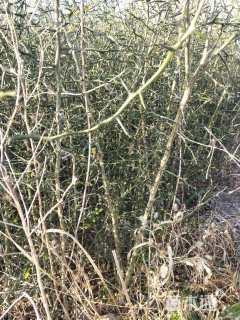 高度50厘米枸橘