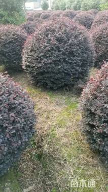 冠幅120厘米红花继木球