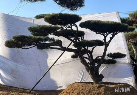 10公分造型黑松