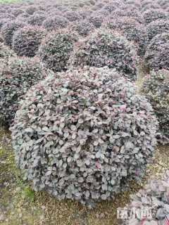 冠幅120厘米红花继木球