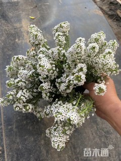 高度10厘米香雪球