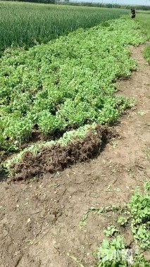 高度30厘米八宝景天