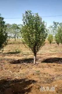 9.8公分龙柱碧桃