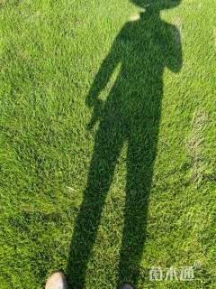 草卷状草皮