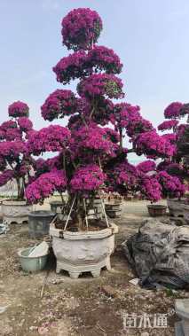 15公分造型紫花勒杜鹃