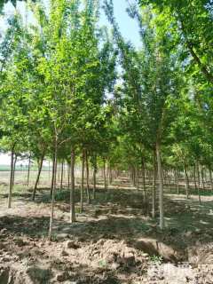 10公分绿叶复叶槭