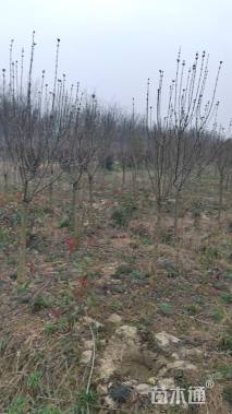 高度220厘米丁香