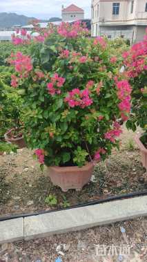 高度100厘米杜鹃