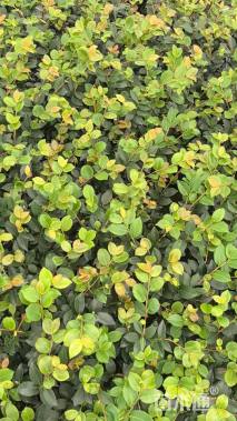 高度30厘米茶梅