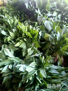 高度20厘米紫花玉簪