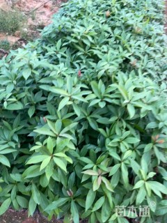 0.3公分金丝楠木