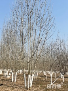 高度600厘米丛生白蜡