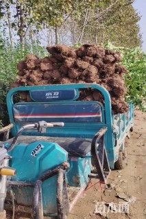高度160厘米北海道黄杨