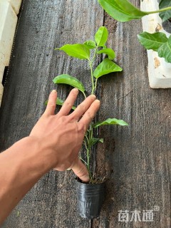 40厘米西番莲