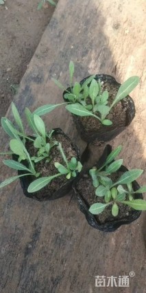 高度15厘米宿根天人菊