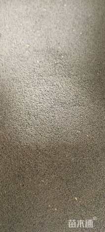 耧斗菜耧斗菜种子