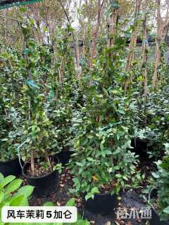 200厘米风车茉莉