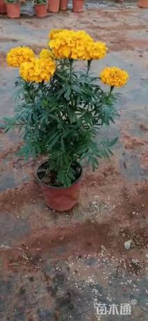 高度40厘米万寿菊