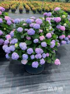 高度30厘米无尽夏绣球