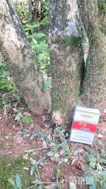 高度400厘米瓜子黄杨