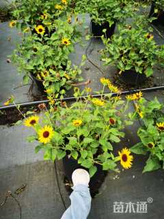 高度50厘米向日葵