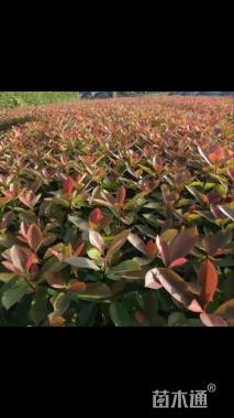 高度60厘米红叶石楠小苗