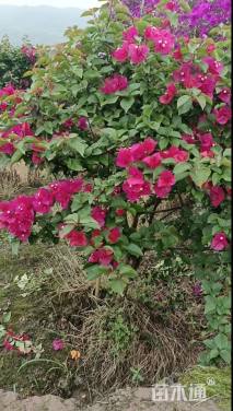 高度120厘米三角梅