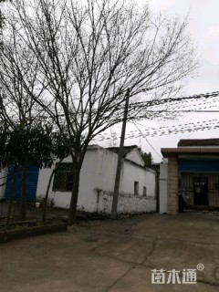 榉树