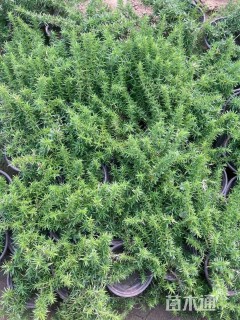 高度15厘米芝樱