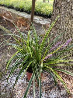 高度30厘米金边阔叶麦冬