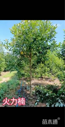 1.5公分火力楠