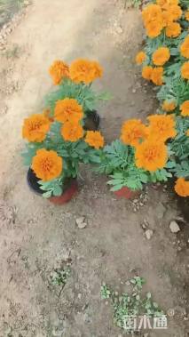 高度20厘米孔雀草