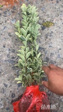 高度55厘米金边黄杨