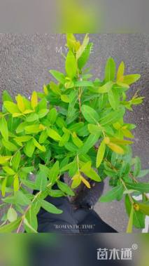 高度50厘米金丝桃