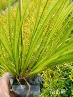 金叶菖蒲