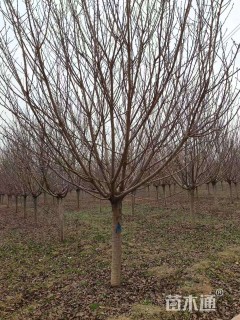 15公分日本晚樱