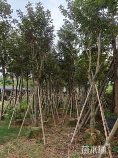 10公分黄花风铃木