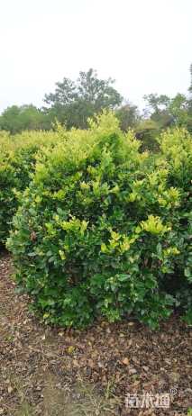 冠幅150厘米金森女贞球