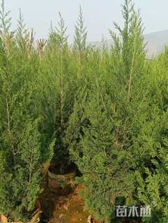 高度80厘米塔柏