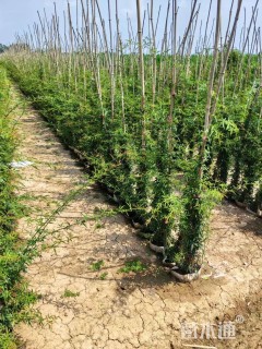 150厘米重瓣黄木香